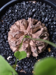 南非龜甲龍   5.1cm   連 花盆 塊根 植物 盆栽 Plant  caudex 非象牙宮【實拍。只此一盆】 👑 9年老店