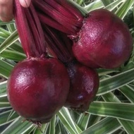 1KG/BUAH BIT/BEETROOT/UMBIBIT/SEGAR