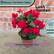 Begonia Rose / Begonia Elatior / Begonia Roseform Rose 海棠玫瑰 Anak Pokok Bunga Hiasan Dalam Rumah Hidu