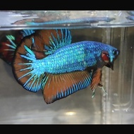 Ikan Hias/Cupang Avatar Nemo Fire Size M+ 5Bulan Siap Breed ReaL Pict