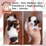 Mini Shihtzu Non Stambum Anakan Anjing Shihtzu Shitsu Betina Jantan