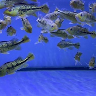 ikan pbass kelberi bahia
