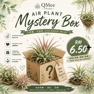 Air Plants Tillandsia Ionantha Types（curly leaf/stricta/tall fuego/guatamala/mini fuego/thick leaf）