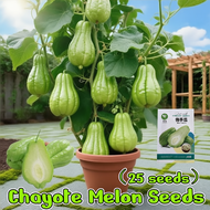 High Yield Chayote Seeds for Planting Vegetables（25pcs/pack）Sayote Vegetables Seeds for Gardening Ch