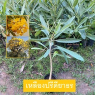 ต้นเหลืองปรีดียาธร เหลืองปรีดียาธร (Tabebuia argentea Britton)  ไม้ประดับ ดอกสีเหลืองสวย (รับประกัน ส่งใหม่ฟรี หากสินค้าเเสียหาย!!)