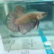 ikan cupang avatar cooper gold