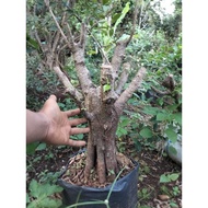Bonsai kimeng bonggol hasil gabungan angker