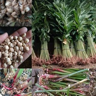 Bibit Kapulaga Hijau Arab India Asli Original