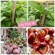 Combo of 3 fig trees