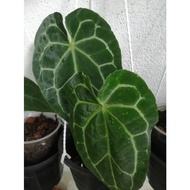 Anthurium DARK FORM ( PURE DF)