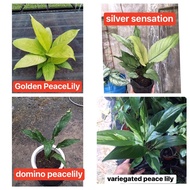 Peace Lily indoor/Domino/silver sensation/Yellow