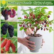 100% Legit Fresh Mulberry Seeds for Planting & Gardening (150pcs/pack) Mulberry Fruit Seeds Bonsai T