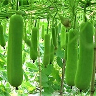 SS 5 Gram Benih Biji Labu Air Sayur Panjang Tabu Kukuk Waloh Waluh