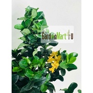 <GardenMart4U> Ixora Yellow Live Plant Pokok Jarum Kuning Outdoor Hiasan Landscape 密花龙船花