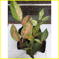 ✙ ✈ ❡ Aglaonema Varieties / Budget Meal (Baby to Large Size)