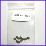 ✑ ▧ 【COD】10pcs Rare Calathea Seeds Air Freshening Plants Seeds #SW26
