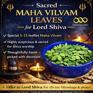 🌿🍃 MAHA VILVAM & 3 LEAF VILVAM LEAVES FOR PRAYERS - PRADHOSAM & MONTHY SIVARATHRI