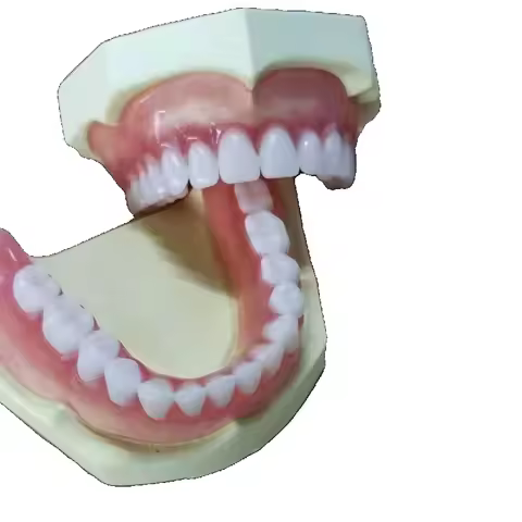 Full tooth model display supplies full dentures movable teeth removable dentures
