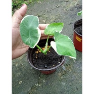 keladi mickey clear stock