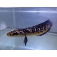 TERBARU Hiasan Aquarium Channa Maru YS Uk 10-11cm