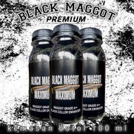 BLACK MAGGOT GRADE A++ pakan channa asiatica & channa maru