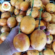 Markisa Bali Madu | Buah Markisa Bali Madu | 1 Kg