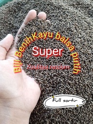500 Biji Benih Unggul Kayu Balsa Putih Kualitas Super