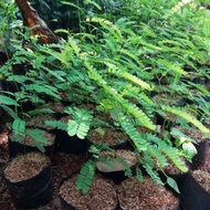 tanaman herbal saga rambat / tanaman saga / pohon saga