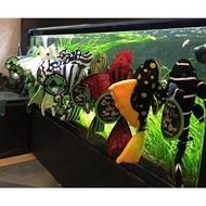 ORIGINAL GREEN PLECO Plush, Soft Toy (US Brand), Fish Aquarium Collectibles (12 inch, 30cm)