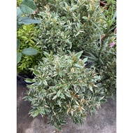 Eugenia Oleina Var. (Syzygium myrtifolium) real live plant free organic fertiliser 0.5kg free organi