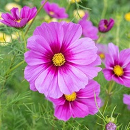 BIJI BENIH BUNGA COSMOS RADIANCE(10 SEEDS)