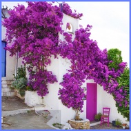 ۞ ☫ ✥ Colorful Dwarf Bougainvillea Flower Seeds for Planting (20 Seeds ) Bougainvillea Pants