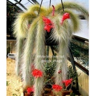 White Monkey tail  cactus / fox tail cactus /cactus