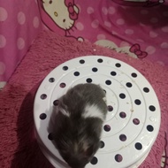 hamster syrian warna panda
