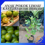 Anak Pokok Limau Kasturi Untuk Ditanam Pokok Hidup Real Live Plant Calamansi Lime Tree 桔子苗