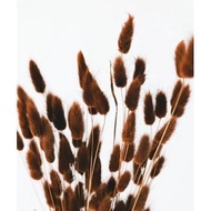Lagurus Coklat 5pcs | Bunga Kering Bunny Tail | Dried Flower | Lagurus