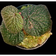 Sindo - Begonia Ocellata Live Plant COWSWPPLTC