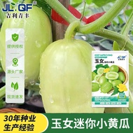 现货*玉女迷你小黄瓜种子脆嫩奶油拇指小黄瓜四季种籽阳台庭院蔬菜种子Jade Girl Mini Gherkin Seeds Crispy Cream Thumb20260704