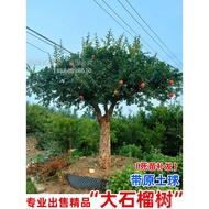 Extra Large Soft-Seed Pomegranate Tree Sapling Villa Courtyard Tunisia with Soil Ball Bonsai Old Pil