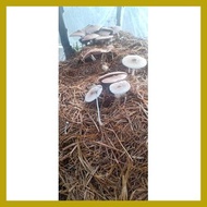 ❀ ✱ ✲ KABUTENG SAGING SEEDS
