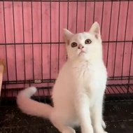 british shorthair white solid betina kucing