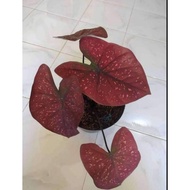 caladium / keladi cat tumpah bulat,ramlah,berret,dealova murah