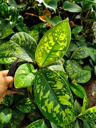 Aglaonema Camouflage with FREE plastic pot, pebbles and garden soil (Rare Plant and Limited Stock)