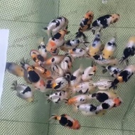 Miliki Goldfish High Quality Milk Cow Ranchu Sapi China