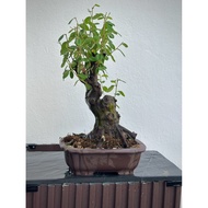 Japanese chinensis quince