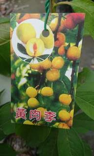 [售]黃肉李嫁接苗/請先來電詢價