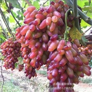 Grape Seed Potted Fruit Tree Seed Golden Finger Grape Seed Sunshine Rose Balcony Pot Grape Seed