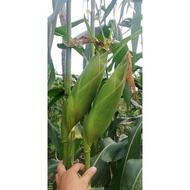 200g 1603 (1602) F1 Hybrid Sweet Corn Tropical King / Jagung Manis Master Tropikal