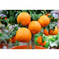Benih Bibit Biji - Buah Jeruk Mandarin Orange Manis Jeruk Keprok Fruit