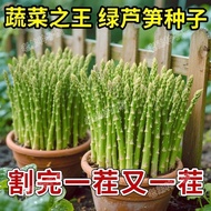 Authentic Asparagus Seeds Green Asparagus Seeds Four Seasons Planting King of Vegetables Heat-Resist